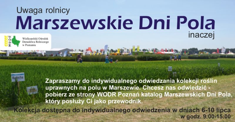 Marszewskie Dni Pola odbędą się, choć w innej formie!